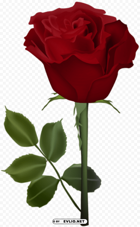 rose red transparent Isolated Artwork on Clear Background PNG