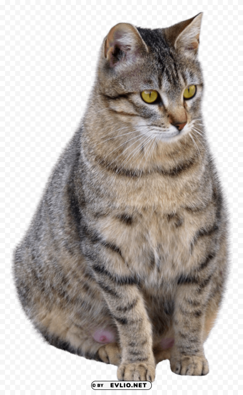 Cat Transparent Background Isolation in PNG Format