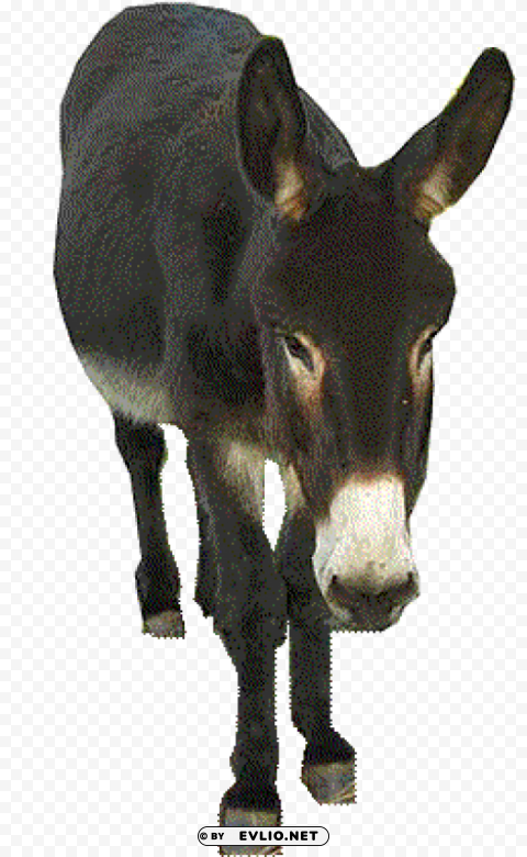 donkey PNG for social media png images background - Image ID 2c2ec244