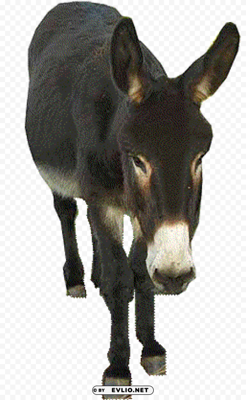 Donkey PNG For Social Media