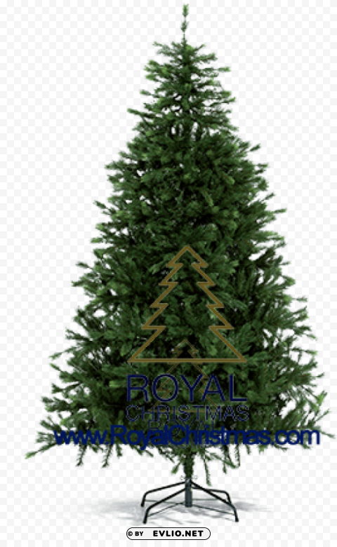 pine tree for christmas ClearCut Background Isolated PNG Graphic Element