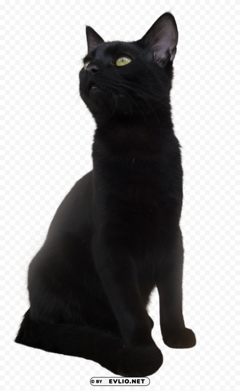 black cat ClearCut Background PNG Isolation