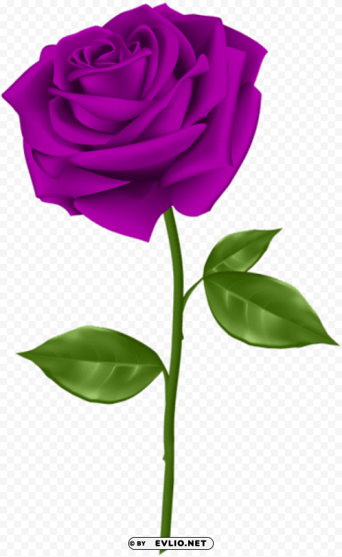 purple rose PNG transparent elements package