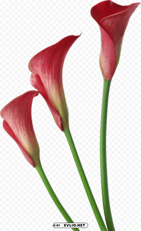 red transparent calla lilies flowers Clean Background Isolated PNG Icon