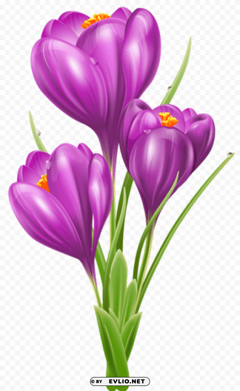  crocuspicture PNG files with transparent backdrop