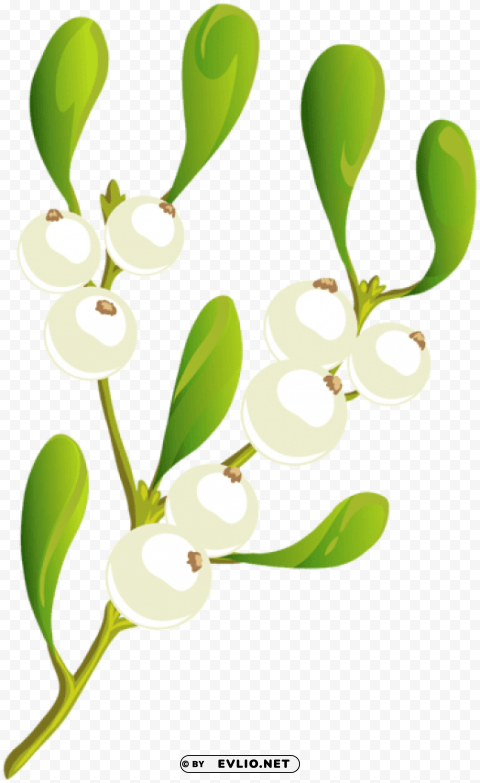 christmas white plant Transparent background PNG gallery PNG Images b50dd390