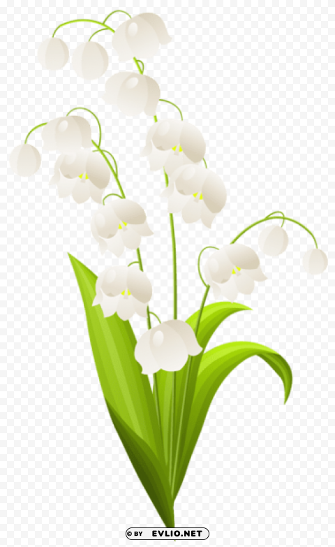 lily of the valley Transparent Background PNG Isolated Art