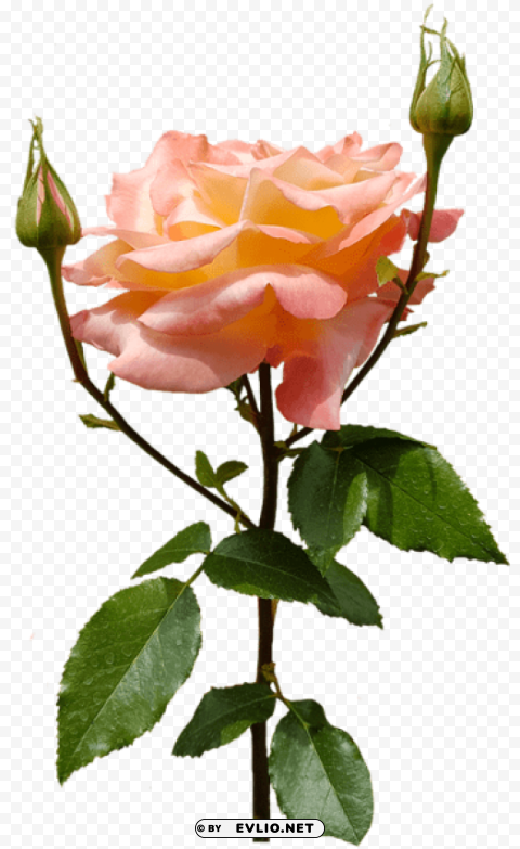 orange rose PNG with cutout background