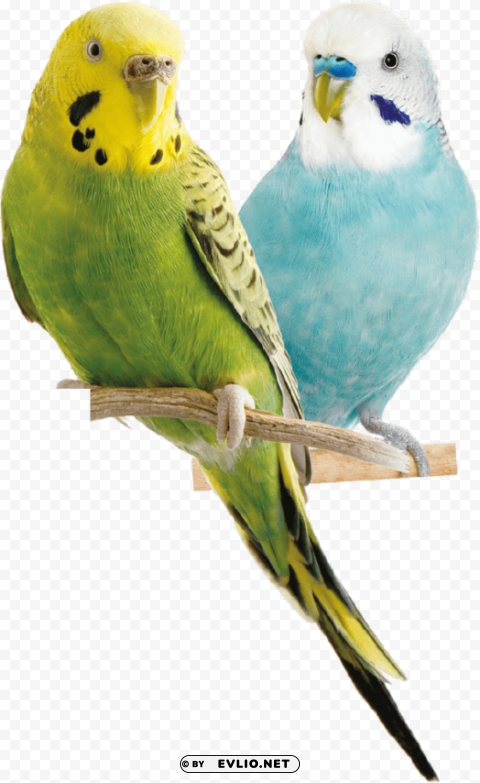 Parrot Transparent PNG pictures for editing