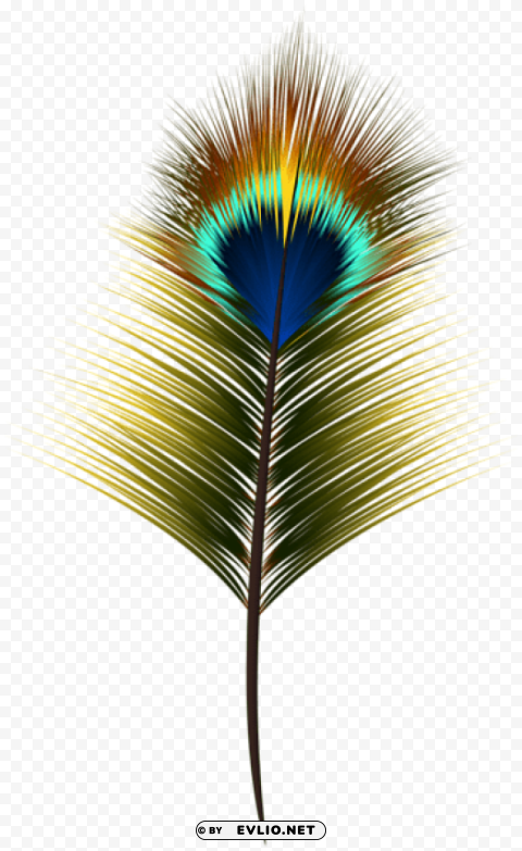 peacock feather PNG images with clear alpha channel
