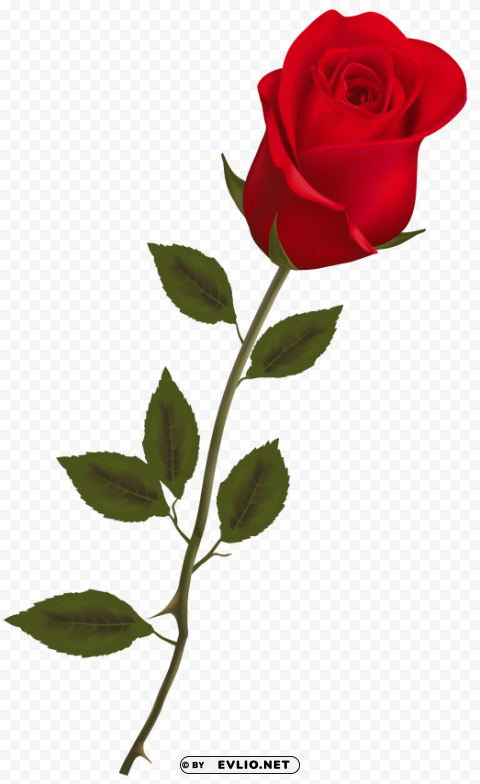 beautiful stem red rose PNG graphics with transparent backdrop