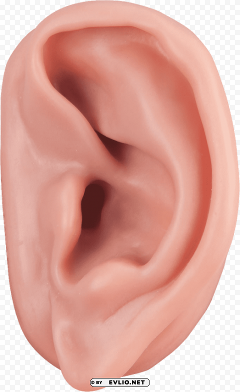 ear Clean Background Isolated PNG Object