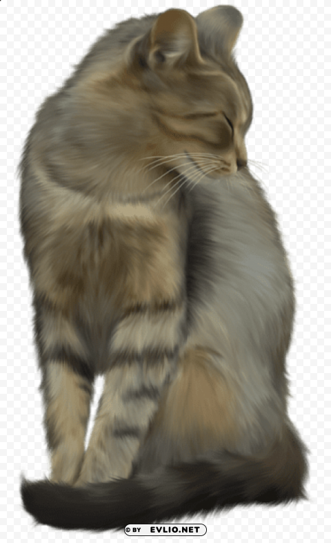 cat Isolated Subject in HighResolution PNG