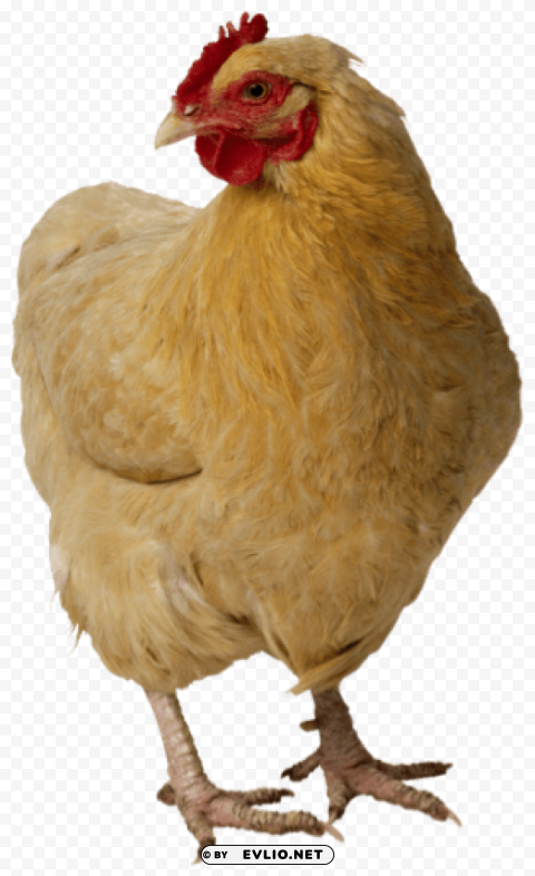 chicken PNG format