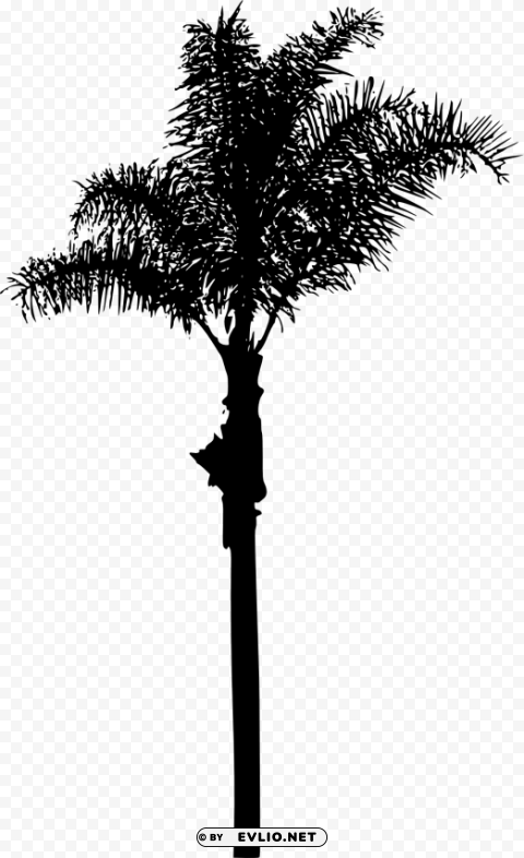 Palm Tree Isolated Illustration In Transparent PNG
