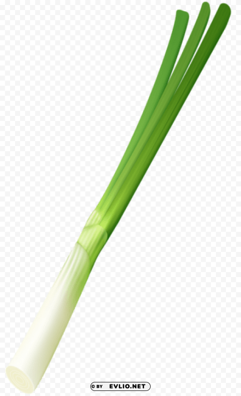spring onion PNG images with transparent layer