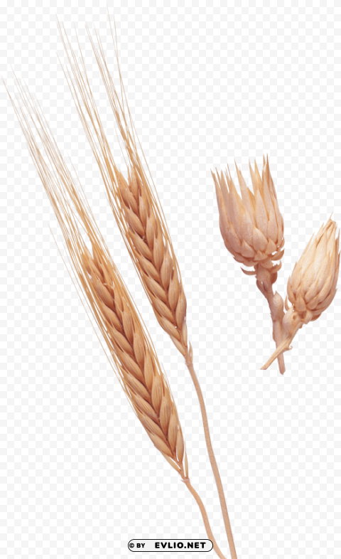 Wheat PNG images with alpha transparency selection