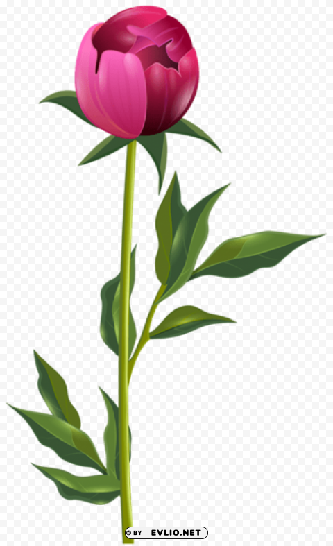 peony PNG images with clear cutout