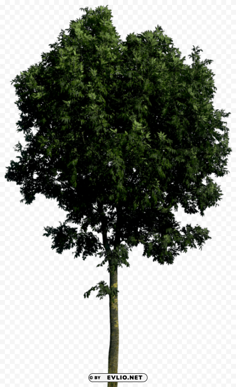 PNG image of tree Transparent Background Isolated PNG Illustration with a clear background - Image ID 162bb7af