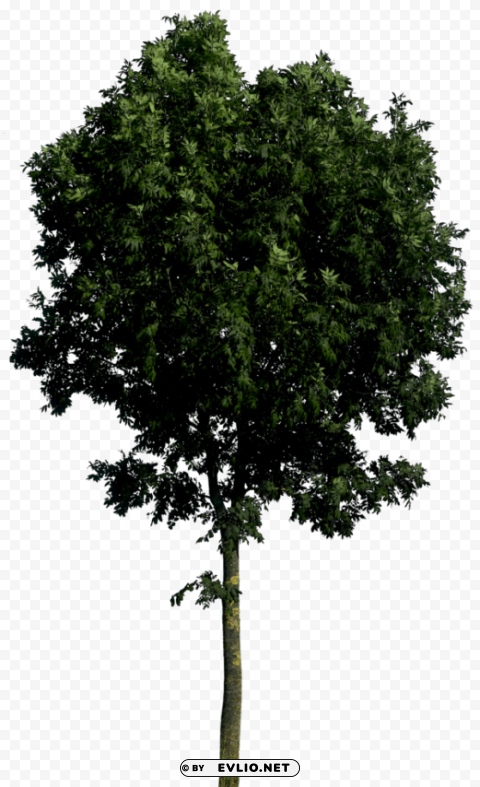 Tree Transparent Background Isolated PNG Illustration