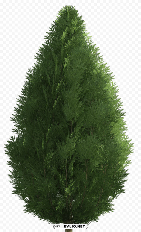 cypress ClearCut Background PNG Isolated Element clipart png photo - 22c71efd