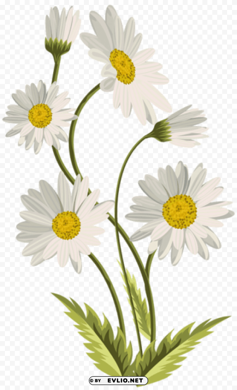 PNG image of daisies HighQuality Transparent PNG Isolated Object with a clear background - Image ID 1aacb7e0