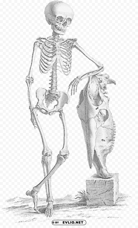 halloween skeleton skeleton PNG with transparent background free