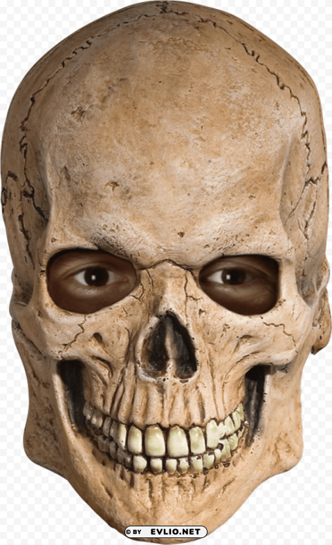 Transparent background PNG image of skull Transparent PNG pictures for editing - Image ID ab96da35