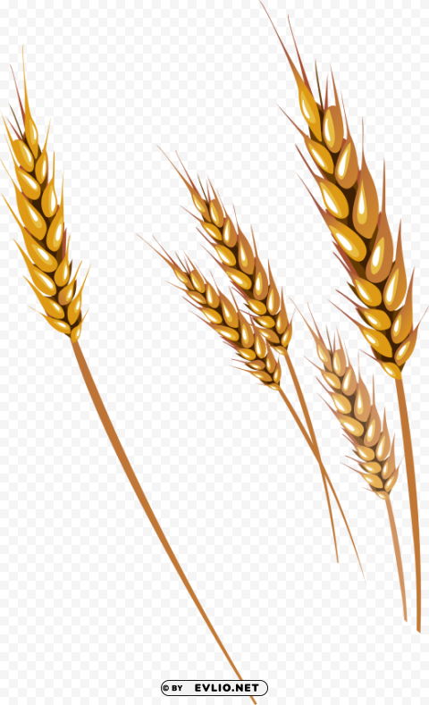 Wheat PNG images with alpha transparency free