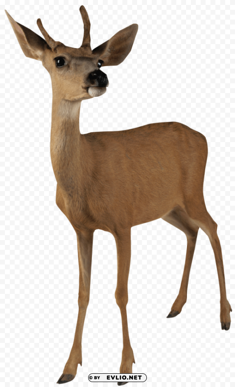 brown deer standing Isolated Object on HighQuality Transparent PNG