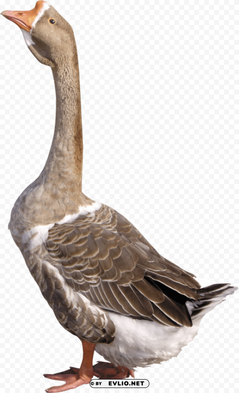 goose HighQuality Transparent PNG Isolation png images background - Image ID 4fef4c5d