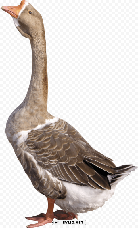 grey young goose PNG Image with Clear Isolation