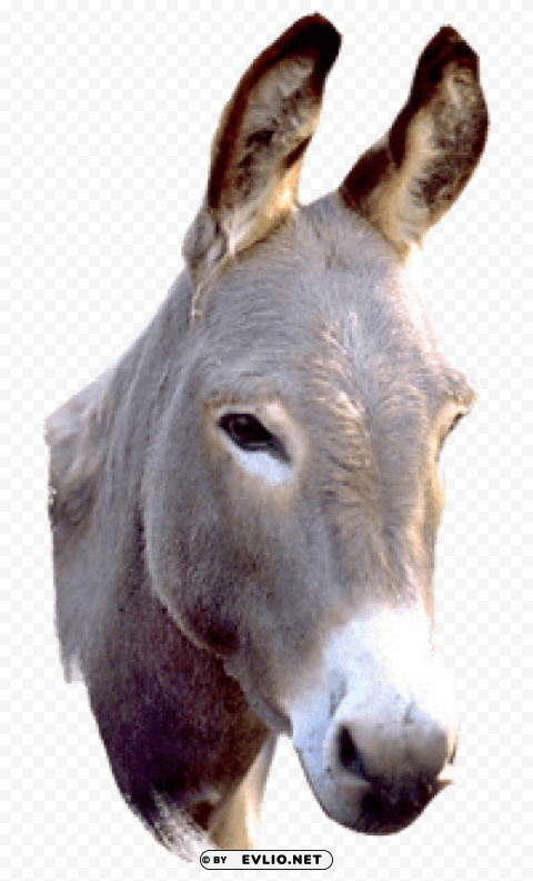 donkey PNG format with no background