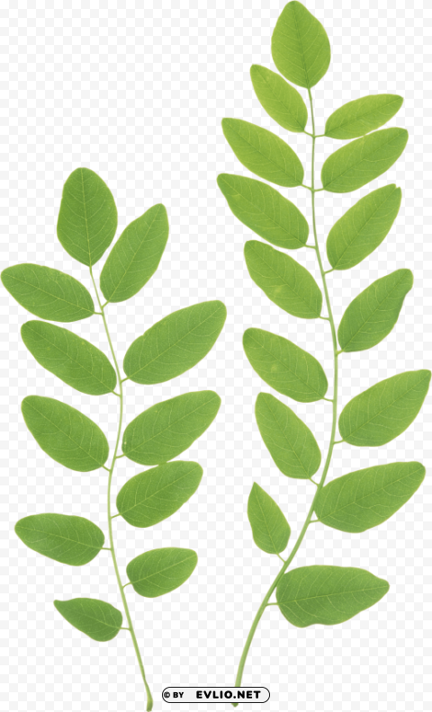 PNG image of green leaves PNG free download transparent background with a clear background - Image ID a5169d18