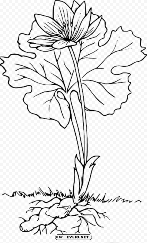 plant with roots outline High-resolution transparent PNG images comprehensive assortment
