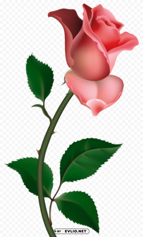 rose Clear image PNG