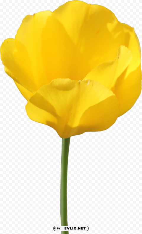 tulip PNG images with transparent canvas compilation