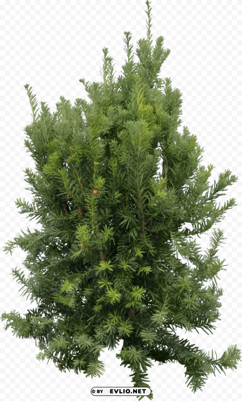fir tree PNG transparent designs for projects