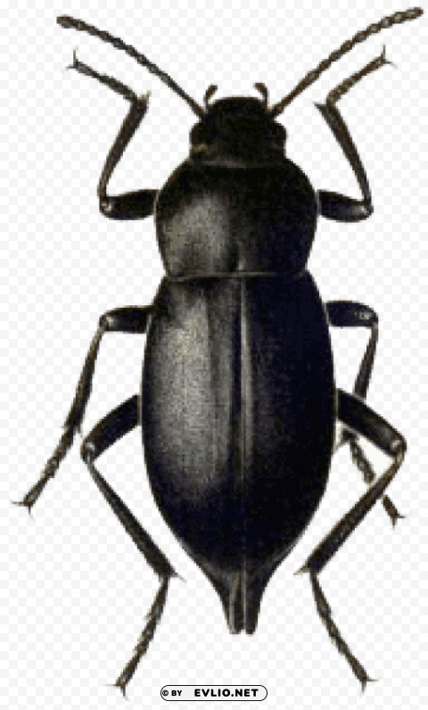 beetle black PNG with Isolated Transparency