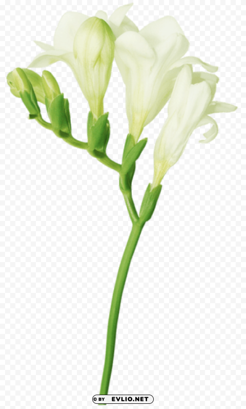 PNG image of white freesia PNG for web design with a clear background - Image ID 453f3c8a