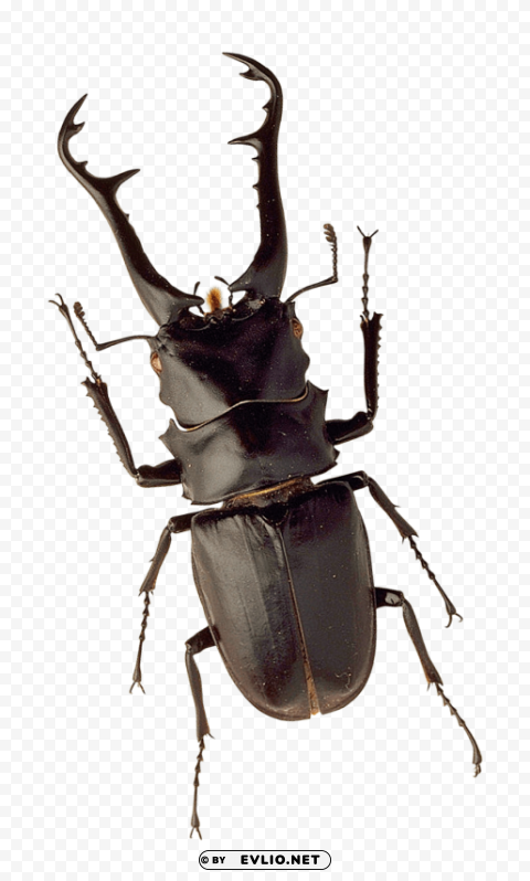 insect Transparent PNG Artwork with Isolated Subject