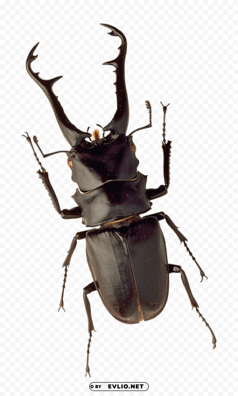 Insect PNG Graphic With Isolated Clarity