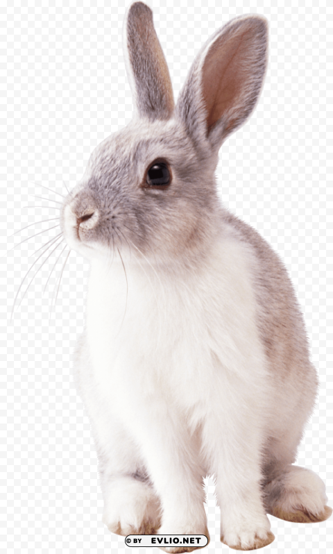 rabbit left PNG images for printing png images background - Image ID e1fb9bbc