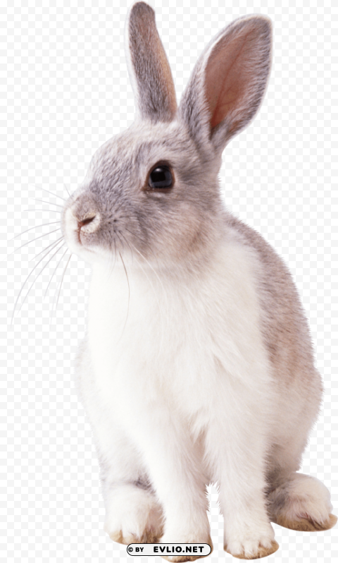 white rabbit PNG Image Isolated on Clear Backdrop