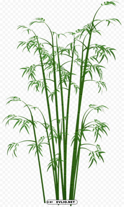 bamboo PNG Graphic Isolated on Transparent Background