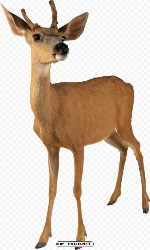 deer Isolated Subject on HighQuality PNG