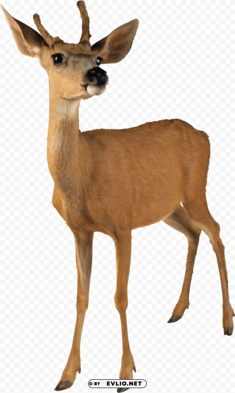 Deer Isolated Subject On HighQuality PNG