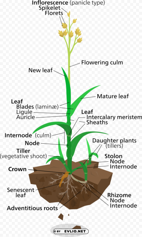labelled diagram of elephant grass Isolated Artwork on Transparent Background PNG