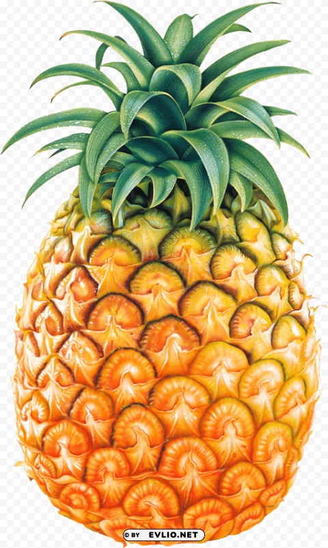 pinapple drawing PNG transparent graphics for projects