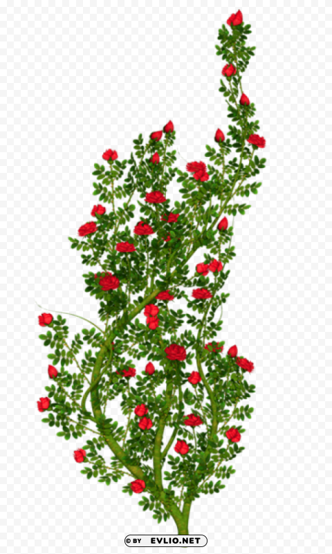 Rosebush HighResolution PNG Isolated Artwork